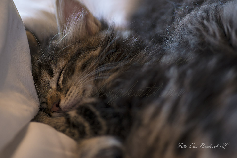 Huldrelandets Glorfindel - Foto av Eva Bucksch