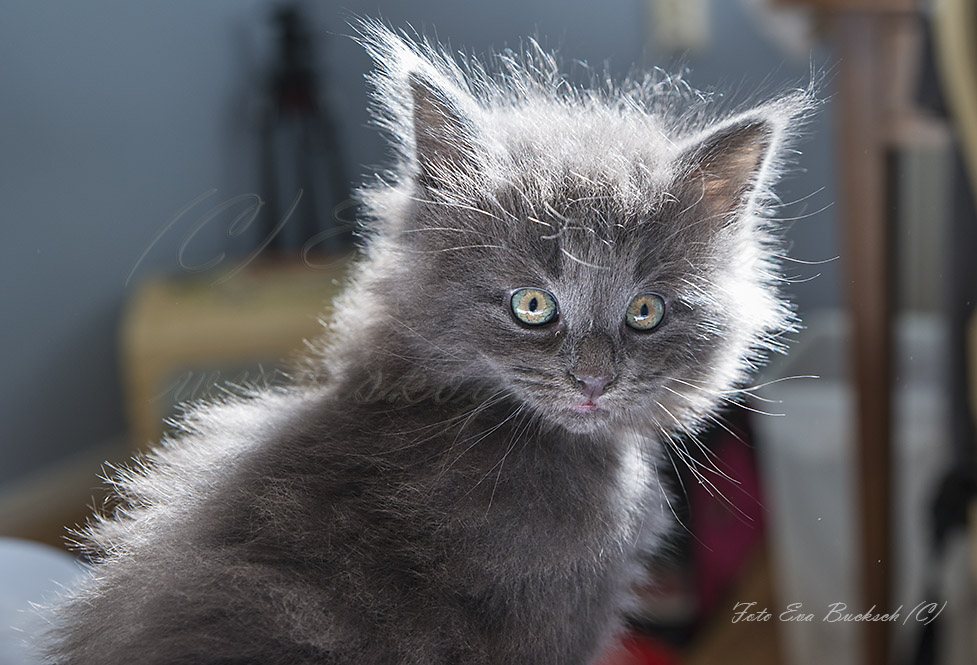 Huldrelandets Legolas - foto av Eva Bucksch